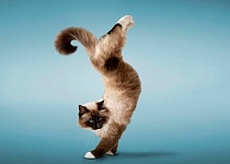 Может ли йога стать альтернативой тренажерному залу